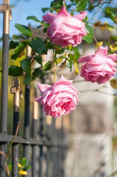 abundantly blooming bush pink rose by the fence on the background of house, beautiful floral background. High quality photo