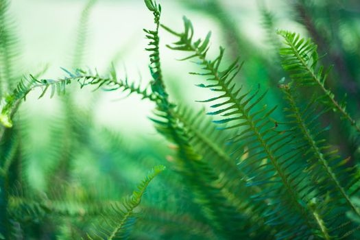 Nephrolepis exaltata (The Sword Fern) - a species of fern in the family Lomariopsidaceae in a wild summer forest