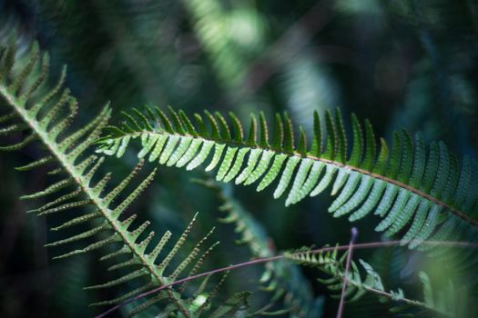 Nephrolepis exaltata (The Sword Fern) - a species of fern in the family Lomariopsidaceae in a wild summer forest
