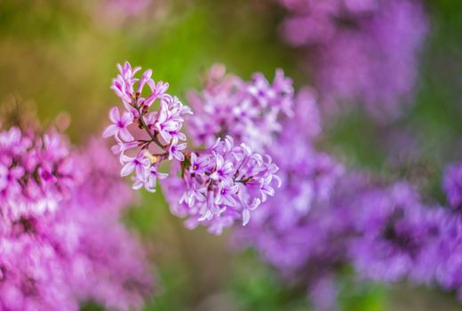 The branch of lilac blossoms in a spring time garden. Background for the design theme for the spring. Toned image