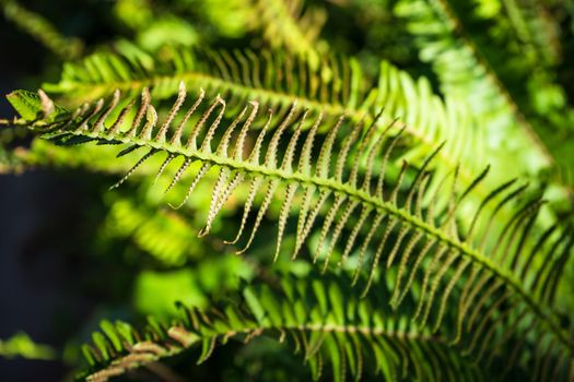 Nephrolepis exaltata (The Sword Fern) - a species of fern in the family Lomariopsidaceae in a wild summer forest