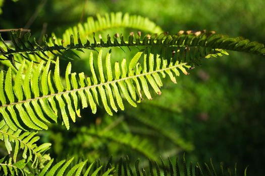 Nephrolepis exaltata (The Sword Fern) - a species of fern in the family Lomariopsidaceae in a wild summer forest