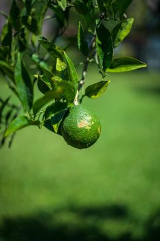 Lime tree in the tropical garden, selective focus
