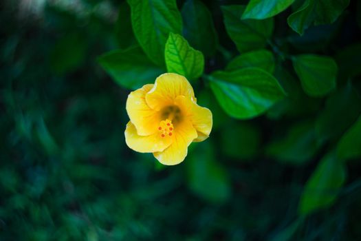 Hibiscus flowers in the tropical garden in sunny day