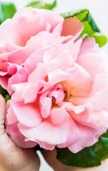 Summer frame with roses on dark wooden background