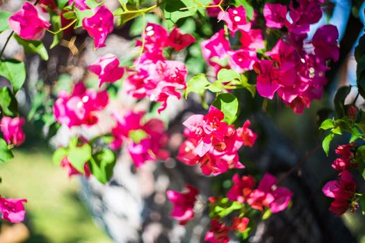 pink bougainvillea flowers blooming and leaves in garden
