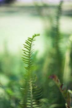 Nephrolepis exaltata (The Sword Fern) - a species of fern in the family Lomariopsidaceae in a wild summer forest