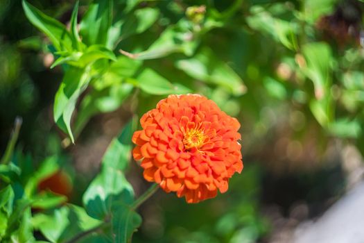 Bright autumnal flowers in summer time  garden