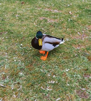 Wild motley waterfowl duck on lake water close-up with copy space. Birds and animals in wildlife concept. Amazing mallard duck swims in lake or river with blue water. Concept hunting game wild ducks.