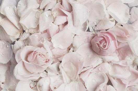 rose flower petals on marble - wedding, holiday and floral garden styled concept, elegant visuals