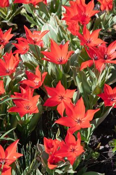 flower bed flower with bright orange tulips and green leaves on a sunny spring day contrasting light. High quality photo
