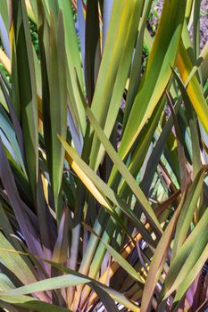 Long colorful leaves of New Zealand flax phormium tenax natural background