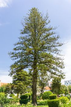 Large beautiful larch tree in a city park on a sunny day
