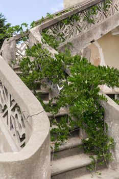 Ancient staircase entwined with green wisteria branches