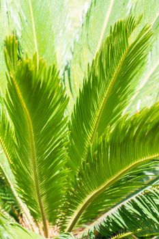 Juicy green leaves of cycas revoluta palm tree in sunlight natural background
