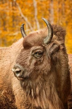 Close up portrait of Bison (Bison bonasus) 