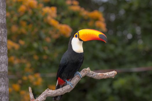 The Toco toucan, Ramphastos toco, is the largest of over 40 different species of toucan.