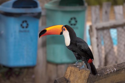 Many of the birds in the Pantanal have lost their fear of humans. The Toco toucan, Ramphastos toco, is the largest of over 40 different species of toucan.