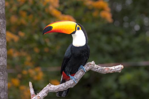 The Toco toucan, Ramphastos toco, is the largest of over 40 different species of toucan.