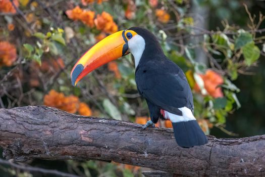 The Toco toucan, Ramphastos toco, is the largest of over 40 different species of toucan.