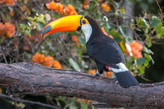 The Toco toucan, Ramphastos toco, is the largest of over 40 different species of toucan.