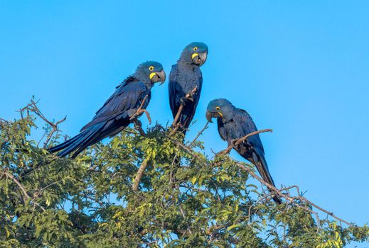 Hyacinth Macaws, Anodorhynchus hyacinthinus, are found in a limited range of South America, mainly in the Pantanal of Brazil and Bolivia. Their population is threatened by habitat loss, the pet trade and mechanized agriculture.