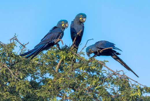 Hyacinth Macaws, Anodorhynchus hyacinthinus, are found in a limited range of South America, mainly in the Pantanal of Brazil and Bolivia. Their population is threatened by habitat loss, the pet trade and mechanized agriculture.