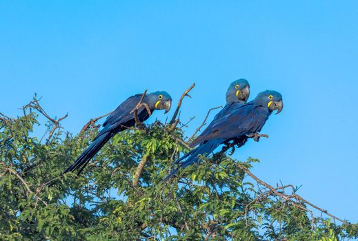 Hyacinth Macaws, Anodorhynchus hyacinthinus, are found in a limited range of South America, mainly in the Pantanal of Brazil and Bolivia. Their population is threatened by habitat loss, the pet trade and mechanized agriculture.