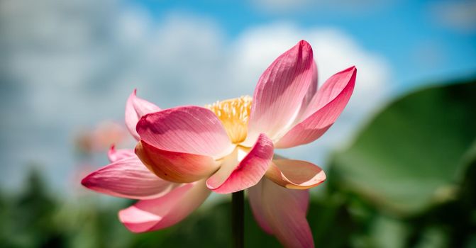 A pink lotus flower sways in the wind. Against the background of their green leaves. Lotus field on the lake in natural environment