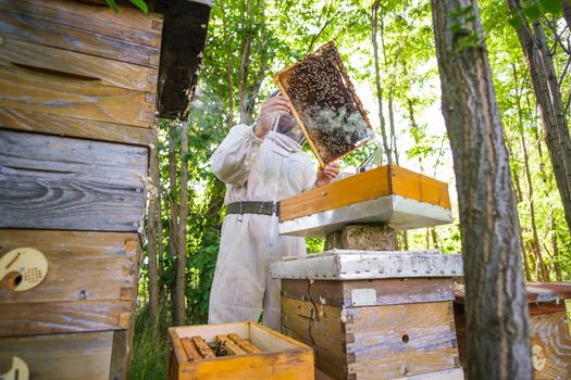 Beekeeper is examining his beehives in forest. Beekeeping professional occupation.