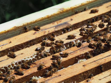 Beekeeper working with bees and beehives on the apiary. Beekeeping concept. Beekeeper harvesting honey Beekeeper on apiary.