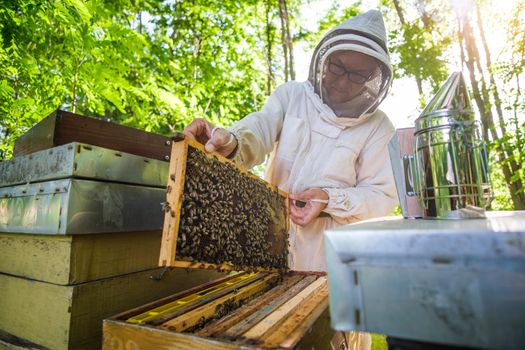 Beekeeper is examining his beehives in forest. Beekeeping professional occupation.