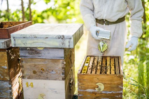 Beekeeper is examining his beehives in forest. Beekeeping professional occupation.