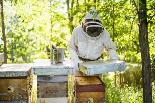 Beekeeper is examining his beehives in forest. Beekeeping professional occupation.