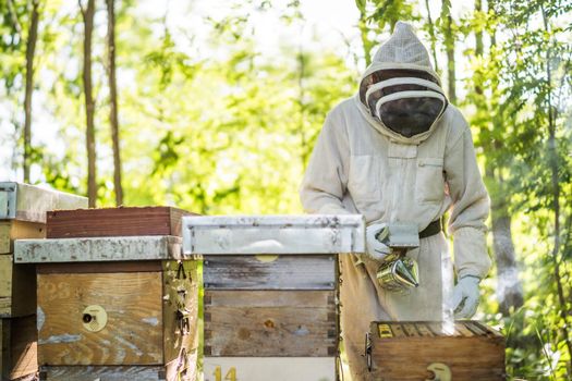Beekeeper is examining his beehives in forest. Beekeeping professional occupation.