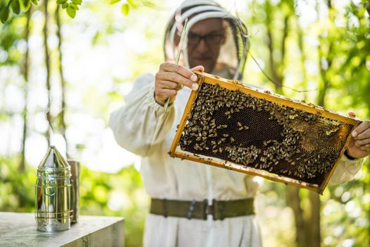 Beekeeper is examining his beehives in forest. Beekeeping professional occupation.