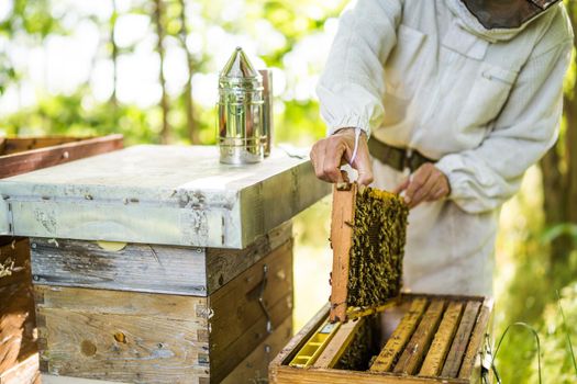 Beekeeper is examining his beehives in forest. Beekeeping professional occupation.