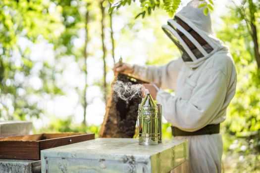 Beekeeper is examining his beehives in forest. Beekeeping professional occupation.