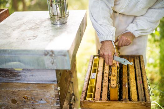 Beekeeper is examining his beehives in forest. Beekeeping professional occupation.