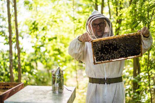 Beekeeper is examining his beehives in forest. Beekeeping professional occupation.