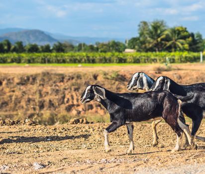 Beautiful summer landscape. Graceful black white goats glossy coats running clay path, green grassy field meadow mountains blue sky clouds. Cute farm animals care. Open air rustic village lifestyle.