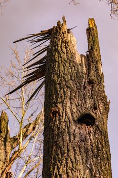 Storm damage and wind damage to trees and forests are becoming more and more common in Germany
