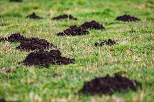 Selective focus on a mound of earth with many molehills on a green meadow