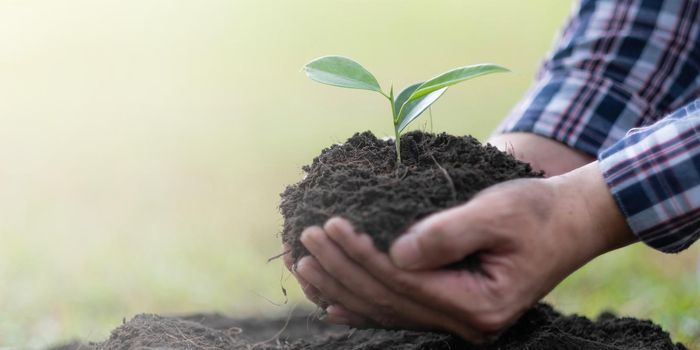 Hands of the farmer are planting the seedlings into the soil.