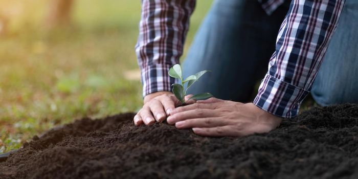 Two hands of the men were planting the seedlings into the ground to dry..