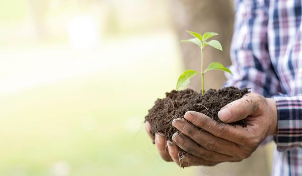 Hands of the farmer are planting the seedlings into the soil.