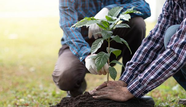 young man gardener, planting tree in garden, gardening and watering plants..