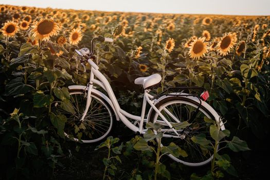 Amazing retro styled white bicycle in blooming sunflowers field at sunset background. Atmospheric scene, vintage photo. High quality photo