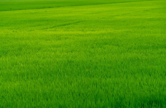 Rice plantation. Green rice paddy field. Organic rice farm. Rice growing agriculture. Green paddy field. Fullframe of green grass  in agriculture field. Farm land. Land plot. Asian staple food. 