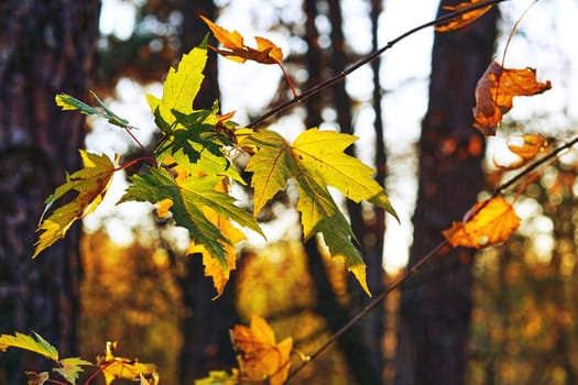 a tree or shrub with lobed leaves, winged fruits, and colorful autumn foliage, grown as an ornamental or for its timber or syrupy sap. Autumn bright maple leaves in sunny day on brown forest.